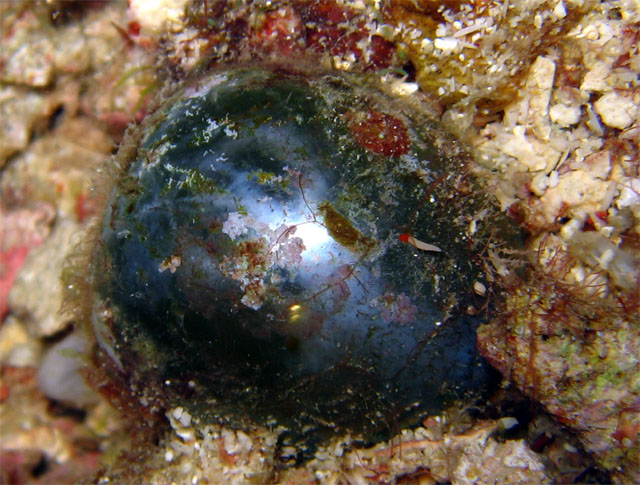Sailor's eyeball (Valonia ventricosa), Pulau Aur, West Malaysia