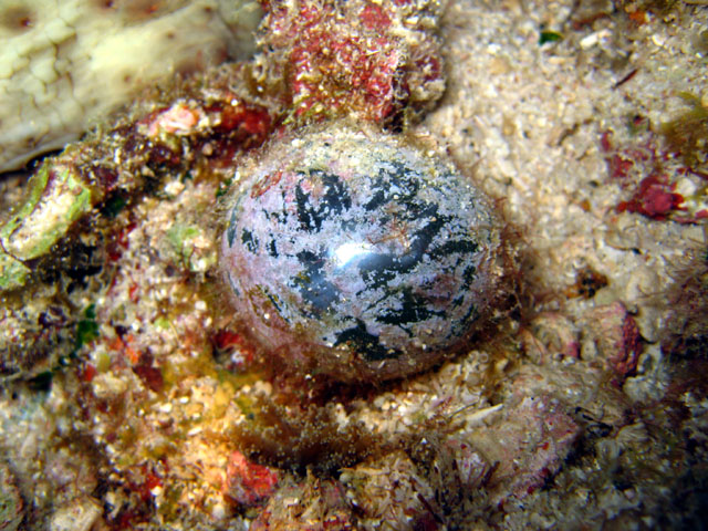 Sailor's eyeball (Valonia ventricosa), Pulau Aur, West Malaysia