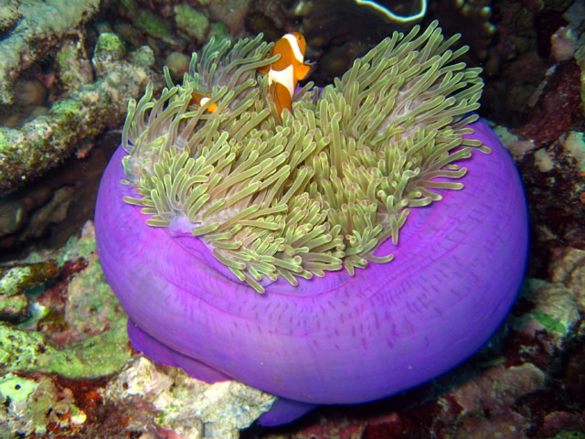 Magnificent sea anemone (Actinodendron arboreum), Bali, Indonesia
