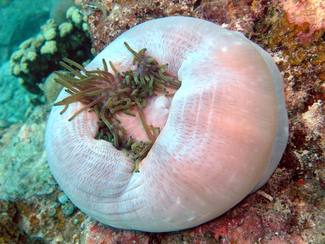 Magnificent sea anemone (Heteractis magnifica), Pulau Aur, West Malaysia