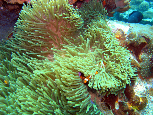 Magnificent sea anemone (Heteractis magnifica), Pulau Tioman, West Malaysia