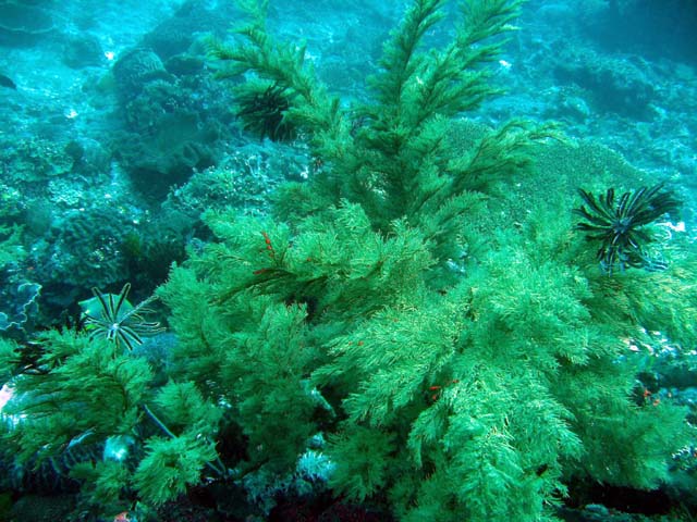 Antipathes dichotoma., Bali, Indonesia