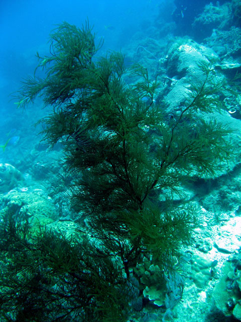 Antipathes dichotoma, Pulau Badas, Indonesia