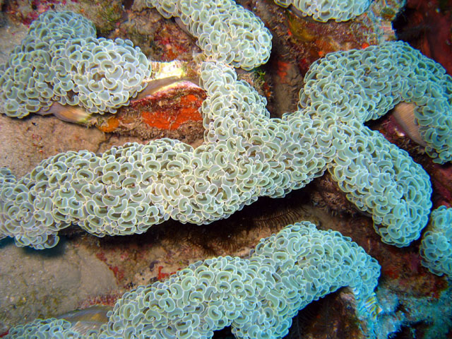 Ancora coral (Euphyllia ancora), Pulau Badas, Indonesia