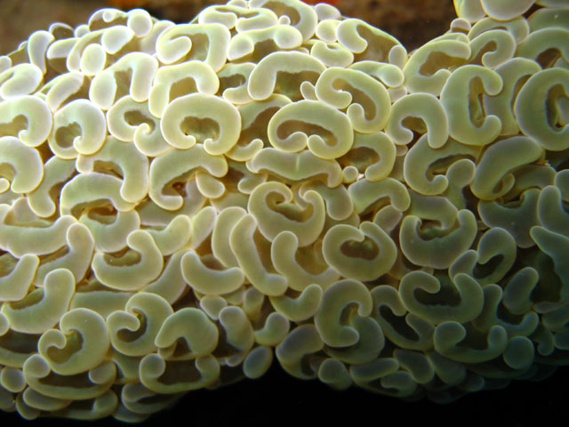 Ancora coral (Euphyllia ancora), Pulau Badas, Indonesia