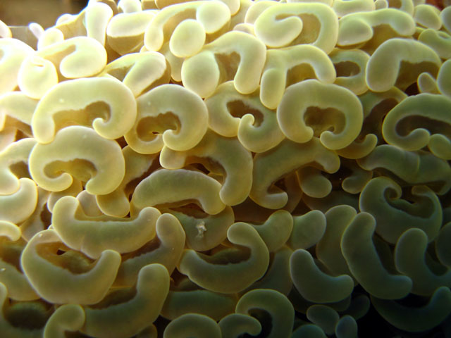 Ancora coral (Euphyllia ancora), Pulau Badas, Indonesia