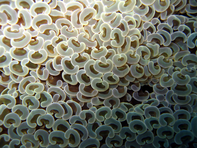 Ancora coral (Euphyllia ancora), Pulau Badas, Indonesia