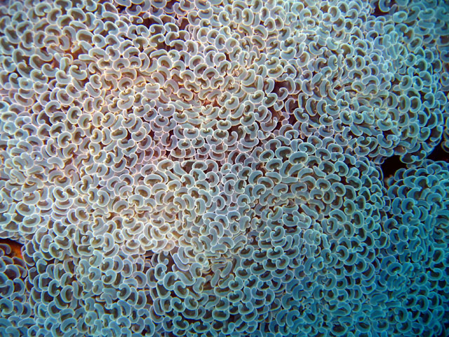 Ancora coral (Euphyllia ancora), Pulau Badas, Indonesia