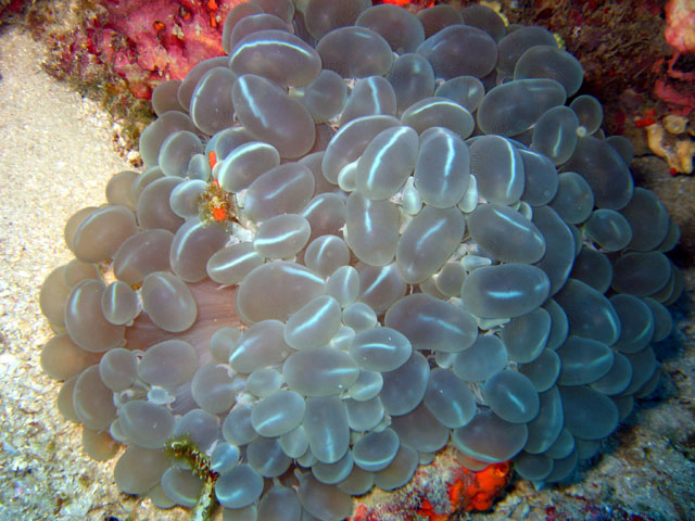 Sinuosa coral (Plerogyra sinuosa), Pulau Badas, Indonesia