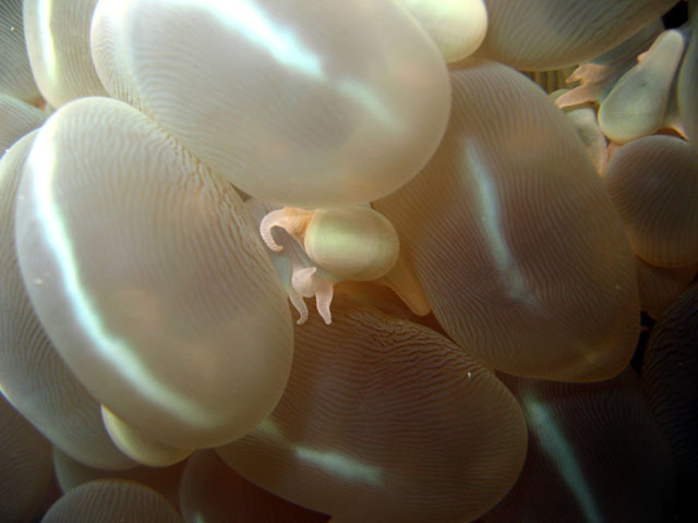 Sinuosa coral (Plerogyra sinuosa), Pulau Badas, Indonesia