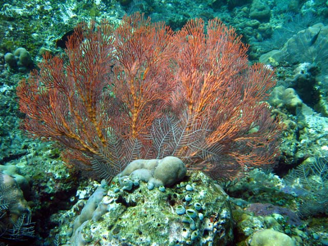 Gorgonian sea fan (possibly Mospella sp.), Bali, Indonesia