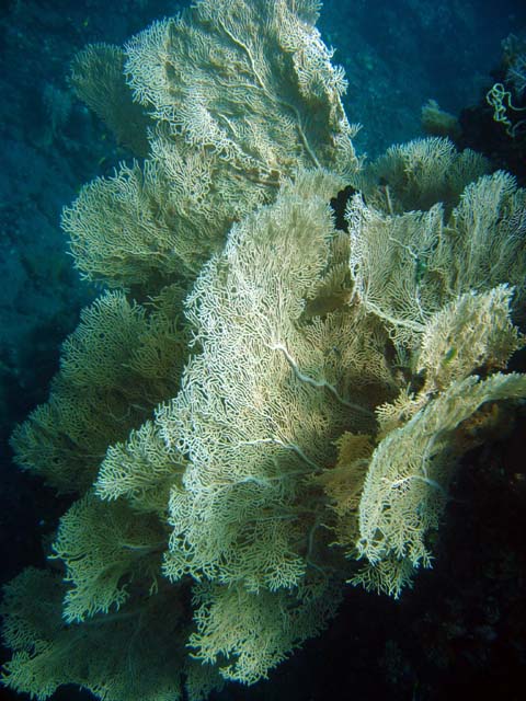 Gorgonian sea fan (Annella mollis), Bali, Indonesia