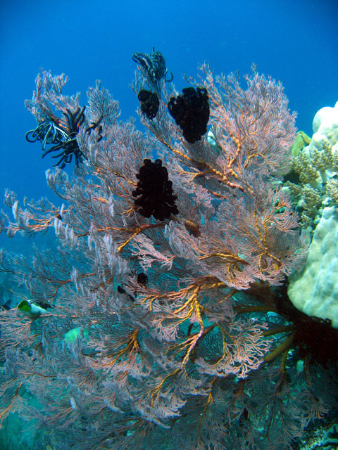 Knotted fan coral (Melithaea ochracea), Bali, Indonesia