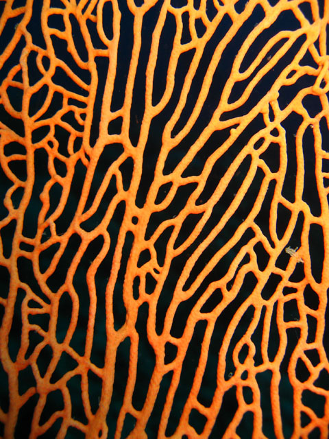 Reticulate fan coral (Annella reticulata), Pulau Badas, Indonesia