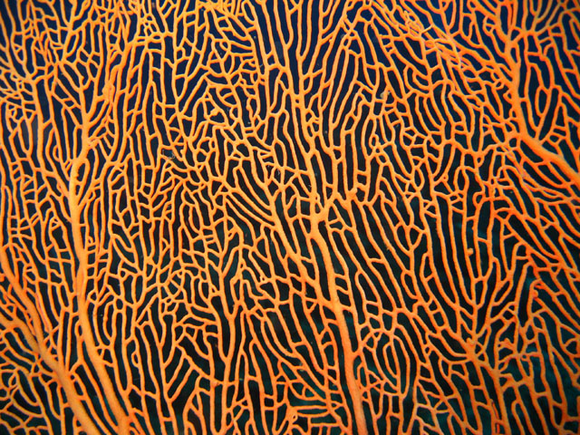 Reticulate fan coral (Annella reticulata), Pulau Badas, Indonesia