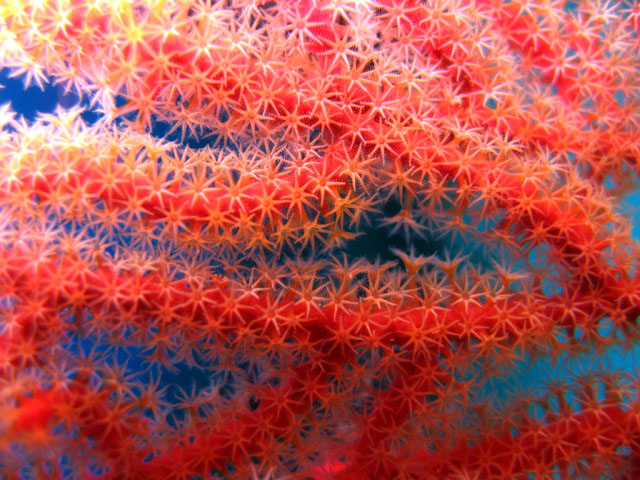 Fan coral, Pulau Badas, Indonesia
