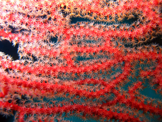 Fan coral, Pulau Badas, Indonesia