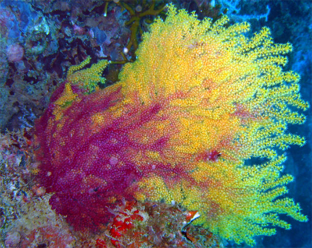 Spiny gorgonian (Anthogorgia sp.), Pulau Aur, West Malaysia