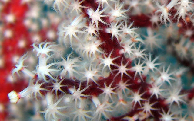 Fan coral, Pulau Aur, West Malaysia