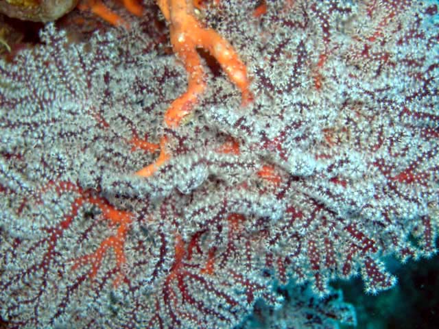Blue spiny gorgonian (Anthogorgia sp.), Pulau Aur, West Malaysia
