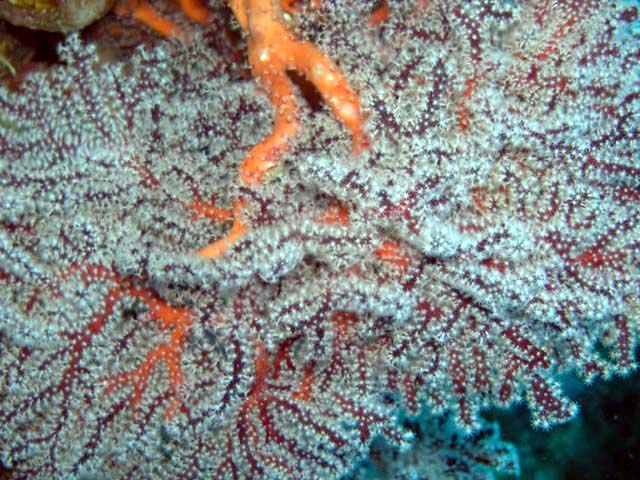 Blue spiny gorgonian (Anthogorgia sp.), Pulau Aur, West Malaysia