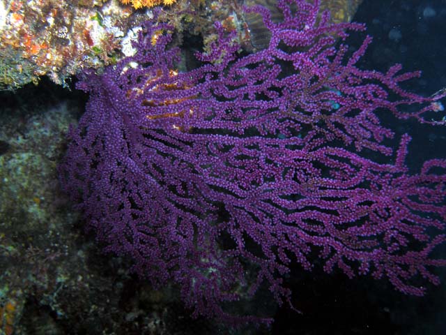 Blue spiny gorgonian (Anthogorgia sp.), Pulau Aur, West Malaysia