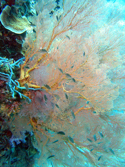 Knotted fan coral (Melithaea ochracea), Pulau Tioman, West Malaysia