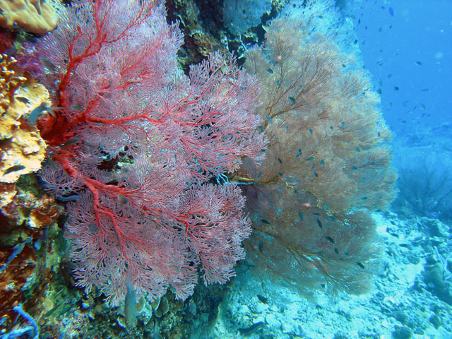 Knotted fan corals (Melithaea ochracea), Pulau Tioman, West Malaysia
