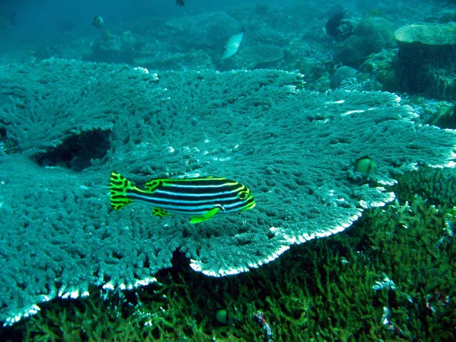 Staghorn coral (Acropora sp.), Bali, Indonesiasia