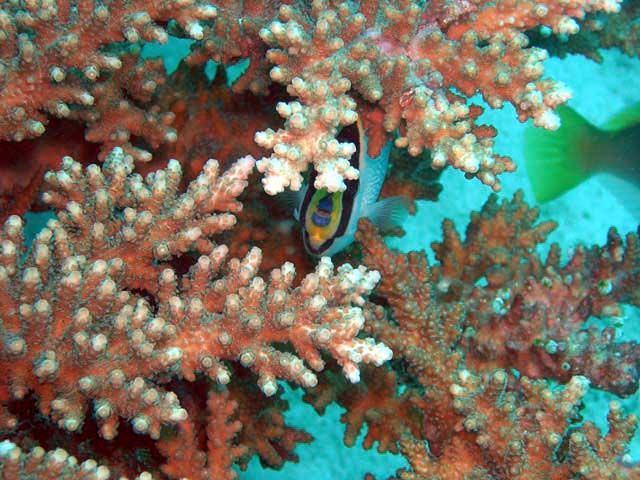 Staghorn coral, Pulau Aur, West Malaysia