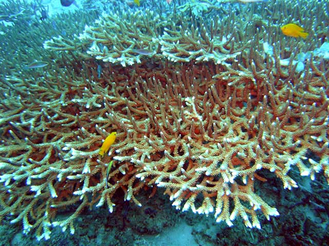 Staghorn coral (Acropora sp.), Pulau Aur, West Malaysia