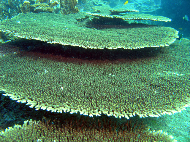 Staghorn coral (Acropora sp.), Pulau Redang, West Malaysia