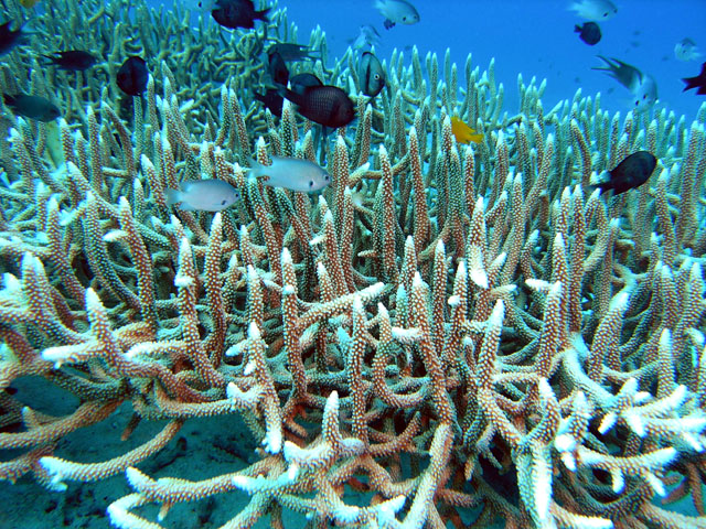 Staghorn coral (Acropora sp.), Pulau Tioman, West Malaysia