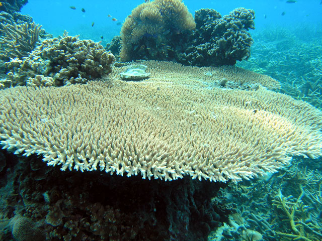 Staghorn coral (Acropora sp.), Pulau Tioman, West Malaysia