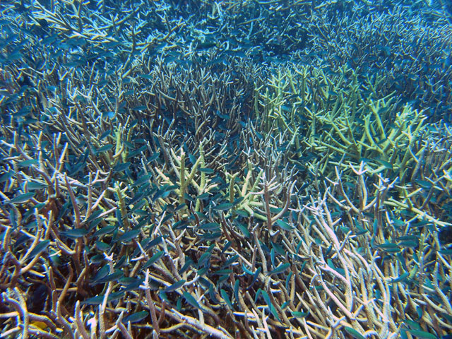 Staghorn coral (Acropora sp.), Pulau Tioman, West Malaysia