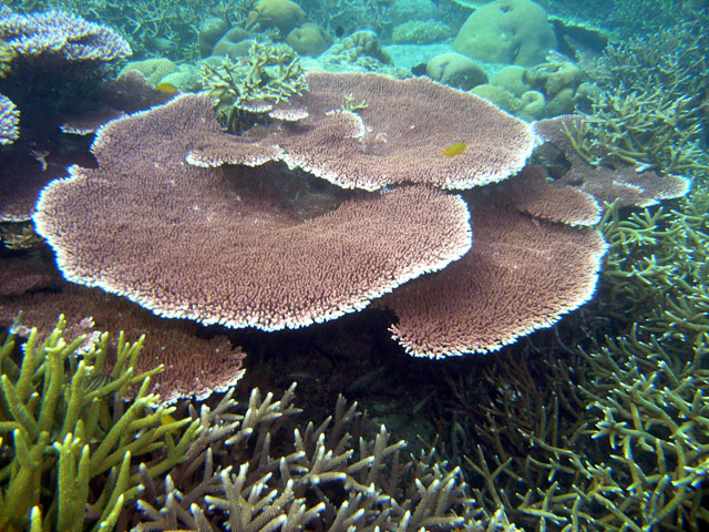 Staghorn coral (Acropora sp.), Pulau Tioman, West Malaysia