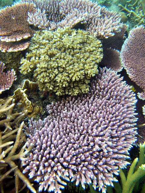 Staghorn coral (Acropora sp.), Pulau Tioman, West Malaysia