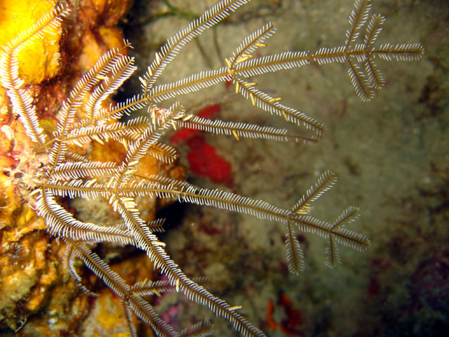 Hydroid, Pulau Badas, Indonesia