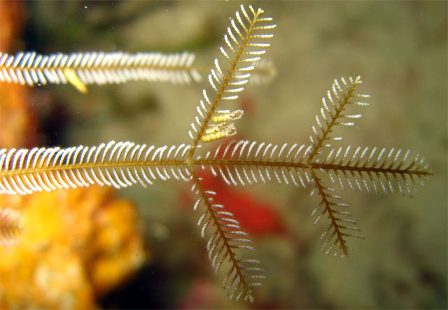 Hydroid, Pulau Badas, Indonesia