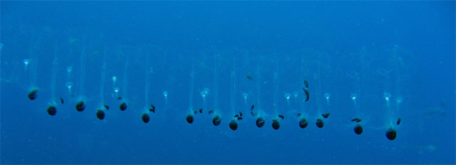 Jellyfish, Pulau Badas, Indonesia