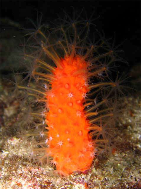 Leather coral (Paraminabea aldersladei), Pulau Aur, West Malaysia