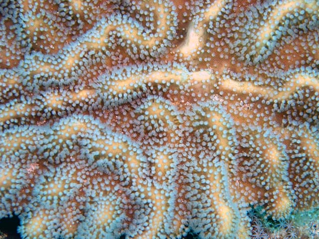 Finger leather coral (Sinularia sp.), Pulau Aur, West Malaysia