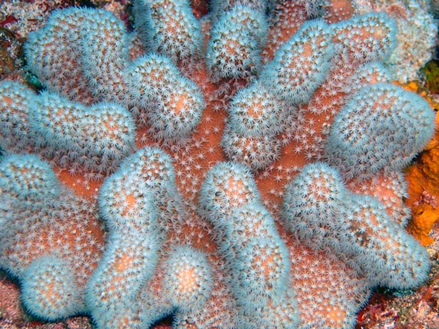 Mushroom leather coral (Sarcophyton sp.), Pulau Aur, West Malaysia