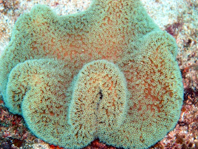 Mushroom leather coral (Sarcophyton sp.), Pulau Aur, West Malaysia