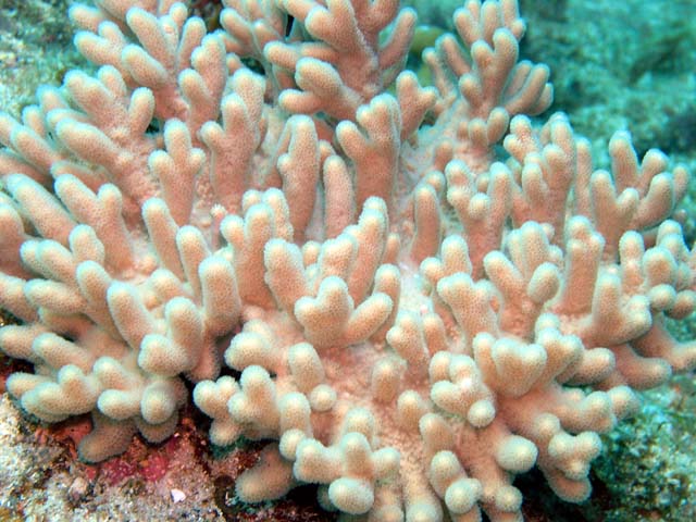 Leather coral, Pulau Aur, West Malaysia