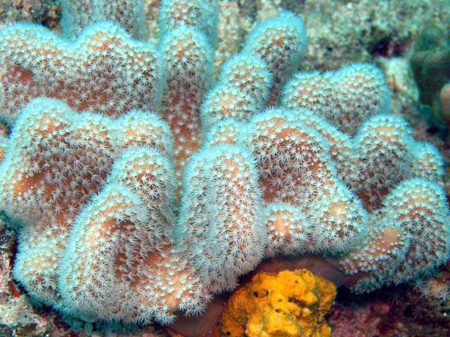 Mushroom leather coral (Sarcophyton sp.), Pulau Aur, West Malaysia