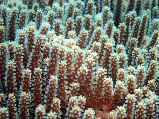 Leather coral, Pulau Aur, West Malaysia