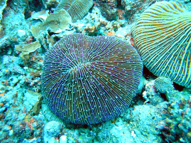 Mushroom coral (Fungia fungites), Pulau Redand, West Malaysia