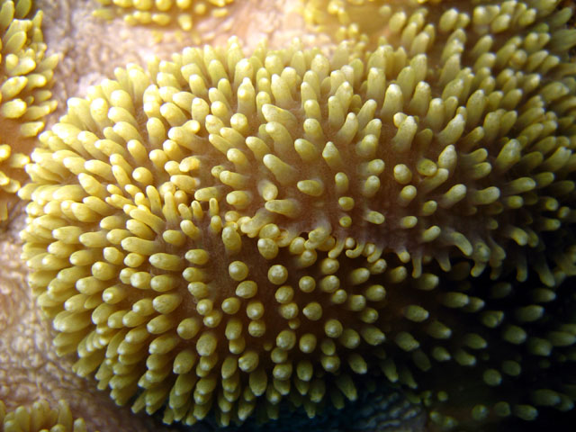 Flabelliform coral (Lobophyllia flabelliformis), Pulau Badas, Indonesia