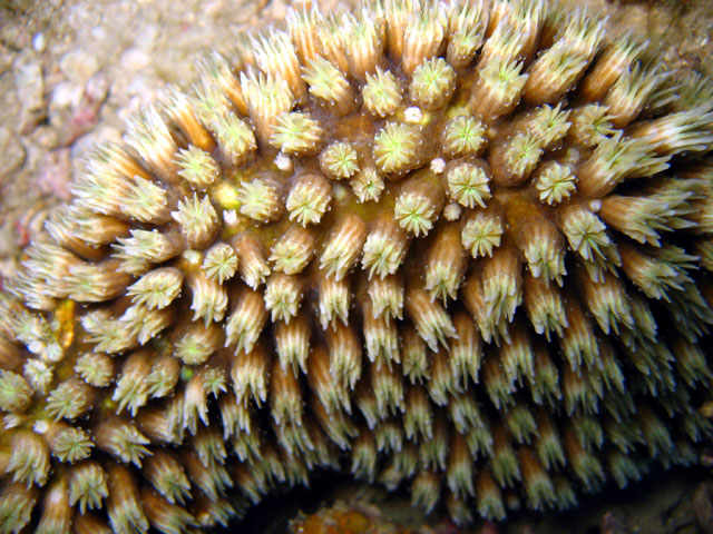 Galaxea coral (Galaxea fascicularis), Pulau Badas, Indonesia